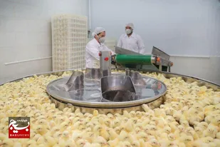 بازگشت کارخانه جوجه&zwnj;کشی به چرخه تولید به همت بسیج مهندسین صنعت شهرستان آبیک / ۶۰ کارگر مشغول به کار شدند