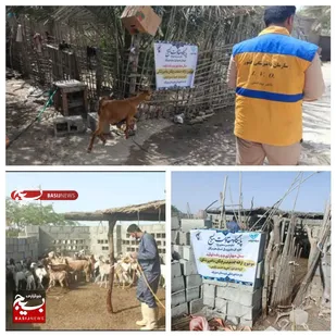 واکسیناسیون  ۸۰هزار رأس دام با همکاری بسیج&nbsp;