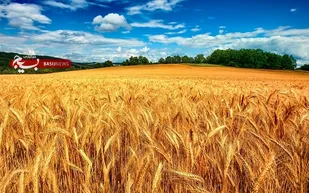 خرید گندم در آذربایجان شرقی به 310 هزار تن رسید