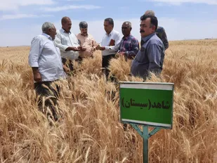 برگزاری روز مزرعه گندم در مزارع گندم شهرستان خاتم