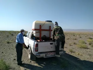 مبارزه با ملخ صحرایی در سطح مراتع شهرستان درمیان