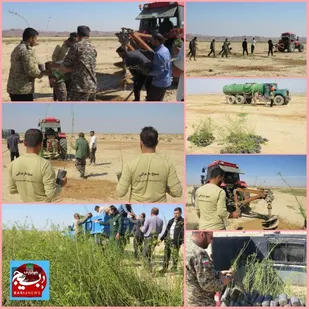 کاشت طرح ملی درخت درشهرستان هندیجان