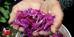 قطب تولید گل&zwnj;گاوزبان در کشور کجاست و کاشت این گیاه چه مزایایی برای کشاورزان خواهد داشت؟