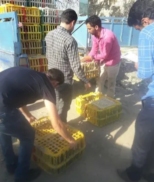 توزیع 1300 جوجه 45 روزه توسط بسیج سازندگی شهرستان