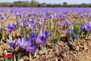 آغاز برداشت زعفران در زمین های کشاورزی شهرستان زاهدان