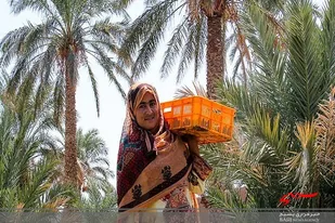 جهادگران بسیجی پایگاه قدسیه به یاری کشاورزان شتافتند