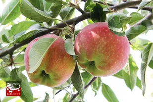 میوه چینی از باغات خنداب