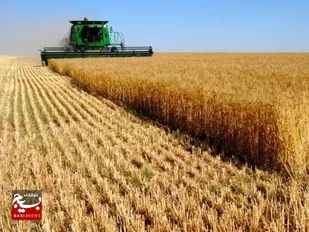 خرید تضمینی بیش از ۵۸ هزار تن گندم و کلزا در استان خوزستان