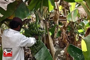 بیش از ۱۰۰ هزار تن موز در سیستان و بلوچستان برداشت شد