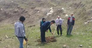کشت سماق برای اولین بار در شهرستان اهر