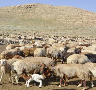 ۸۰ درصد جامعه عشایر ایلام تحت پوشش بیمه هستند