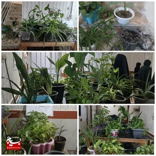 باغچه&zwnj;های امید در خرمشهر؛ بانوان کارآفرین، طراوت گل و گیاه را به نمایش گذاشتند