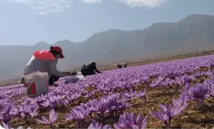 اردوی جهادی برداشت زعفران در روستای کهرت برگزار شد