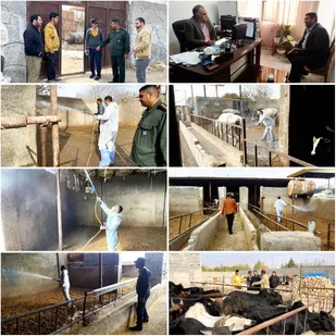 سم پاشی دامداری های روستای گلعباس پیشوا