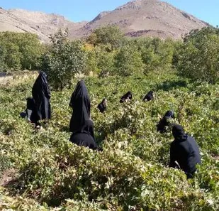 برگزاری اردوی جهادی بسیج خواهران سیبک
