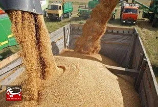 جایگزینی صنعت خوراک دام به جای سوزاندن سرشاخه&zwnj;ها