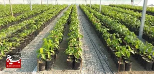 ۲۸۰ هزار اصله نهال در استان اردبیل غرس می&zwnj;شود
