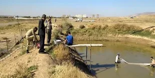 شروع صید ماهی قزل آلا از استخر پرورشی پایگاه هوانیروز تبریز