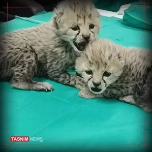 سلاجقه: شایعات درباره آذر و توران تکذیب می&zwnj;&zwnj;شود