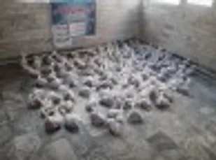 توزیع 175بسته گوشت گرم در بین نیازمندان خوی