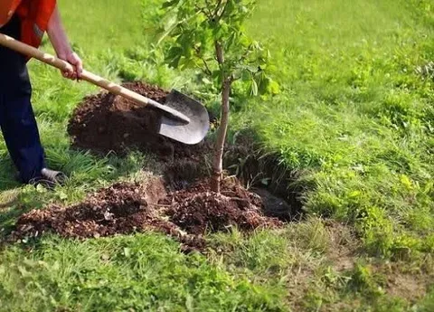 زنجان در جمع ۱۰ استان برتر تولید نهال قرار دارد