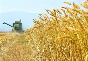 خرید تضمینی ۷۰۰ هزارتن گندم مازاد بر نیاز کشاورزان