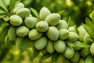 آذربایجان شرقی در مسیر توسعه کشت بادام؛ برداشت ۱۴ هزار تن محصول در سال جاری