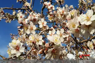 طبیعت بهاری همدان