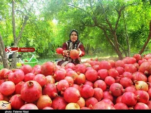 اینجا انارستان است/ وقتی خونِ زمین در انار می&zwnj;جوشد/ روایت عشق و عطش در باغ&zwnj;های کوهدشت
