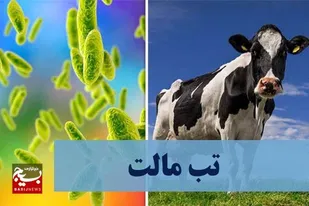 تب مالت بیماری هزار چهره&zwnj; در گرما