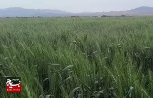 شاهرود آماده برداشت گندم / پیش&zwnj;بینی عملکرد ۴.۵ تن در هکتار