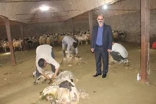 آغاز برداشت پشم از نژاد قوچ ماکویی در مرند