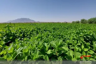 سبزی معطر خاش بر سر سفره های افطاری مردم سیستان و بلوچستان