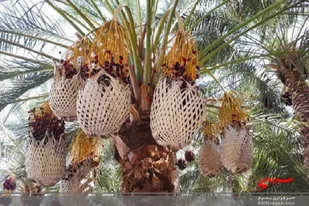 برداشت خرما در سیستان و بلوچستان از مرز ۱۴۰ هزار تن گذشت