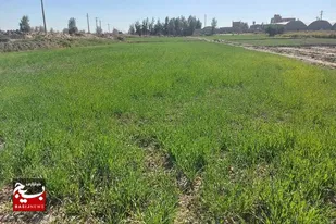 کشت ۲۵۰۰ هکتار گندم و جو در شهرستان زهک  با بهره گیری از آب چاهک ها