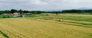 لحظاتی از دسترنج کشاورزان گیلان؛