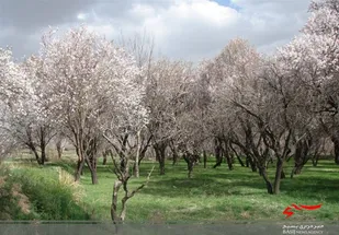 گردشگری کشاورزی روشی موثر برای درآمدزایی زودبازده در استان قزوین