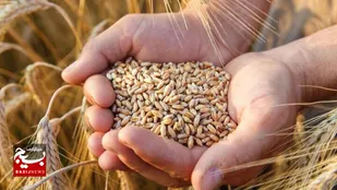 آغاز خرید تضمینی گندم در اردبیل از ۲۴ تیرماه