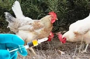 ۱۱۰ هزار قطعه طیور بومی علیه بیماری نیوکاسل واکسینه شدند