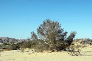 شناسایی آفت ملخ کوهاندار و شپشک در ۵۰۰ هکتار از تاغزار&zwnj;ان بیارجمند