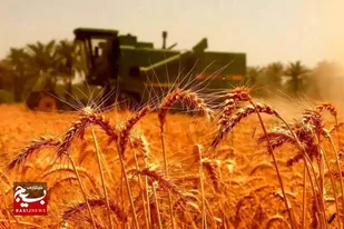خرید تضمینی ۱۹۰هزار تُن گندم در استان اردبیل