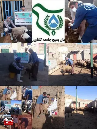 واکسیناسیون ۱۲ هزار رأس دام در رزمایش سه&zwnj;روزه جهادی کوهدشت