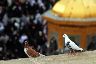 اعزام حلقات ویژه صالحین همدان به مشهد مقدس