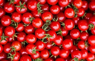 گوجه فرنگی؛ ۱۶ هزار تومان شد