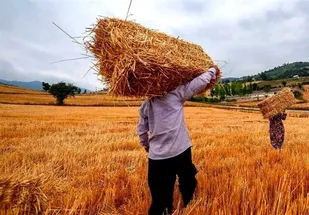 پرداخت ۲۹.۴ همت مطالبات گندمکاران خوزستانی