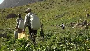 ممنوعیت بهره&zwnj;برداری از محصولات مرتعی و جنگلی
