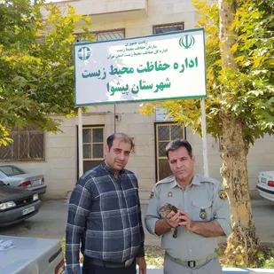 تحویل یک بهله پیغو به اداره حفاظت محیط زیست در پیشوا