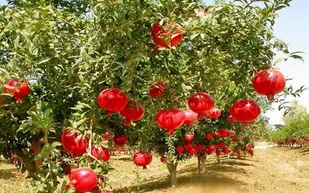 انار سنگان؛ ظرفیتی برای عبور از خام&zwnj;فروشی و رسیدن به ارزش افزوده