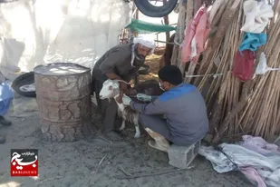 برگزاری اردوی جهادی دامپزشکی در بخش پشتکوه خاش