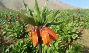 شکوفایی گلهای لاله واژگون در کوهرنگ